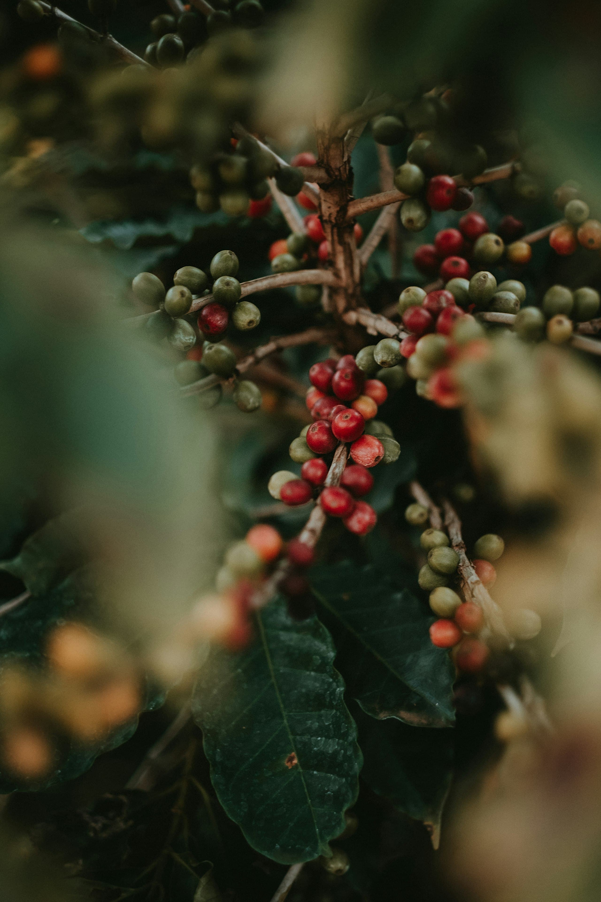 Cerezas de café en la rama