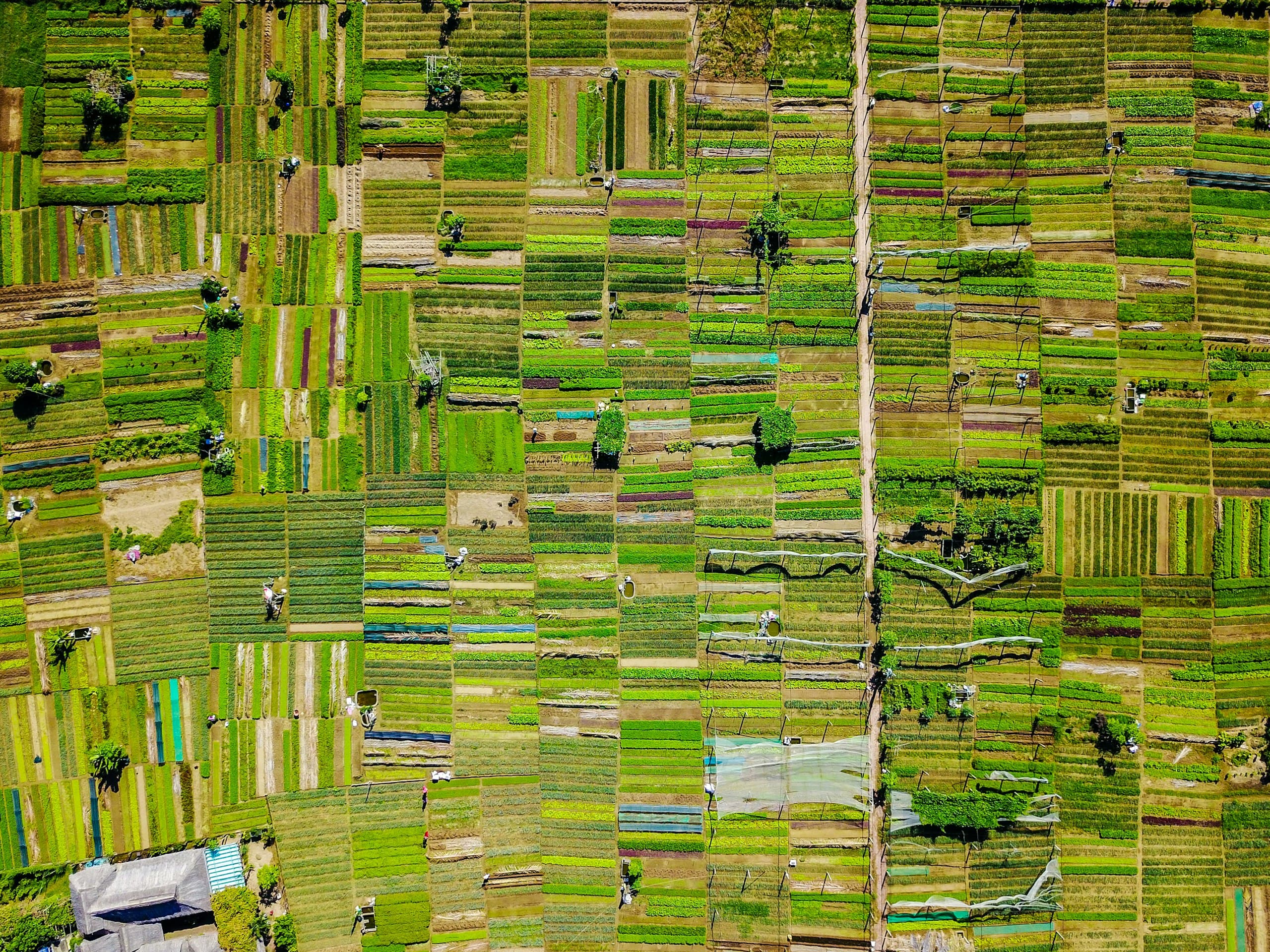 Mosaico de parcelas agrícolas visto desde el aire